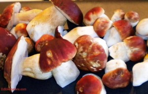 Porcini, Aug 2010 011