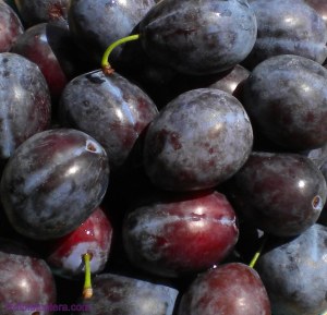 blog-victoria-plums-aka-italian-prune1.jpg