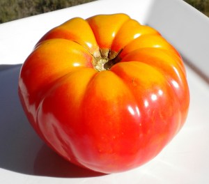 Pretty heirloom tomato 001