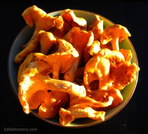 Fresh Chanterelles 