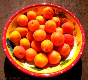 Fresh Paonia apricots 009