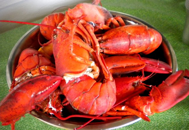Maine Lobster ~ Ready To Eat