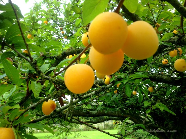 Golden Plums